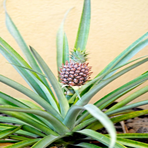 Pineapple