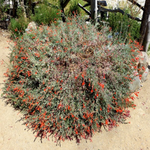 California Fuchsia