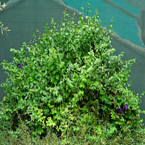 Bush clockvine