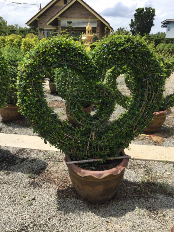 Heart Shaped Plant
