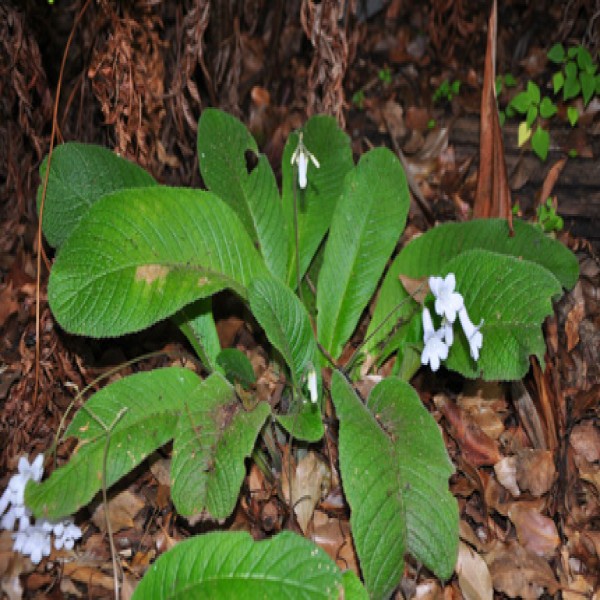 Cape primrose