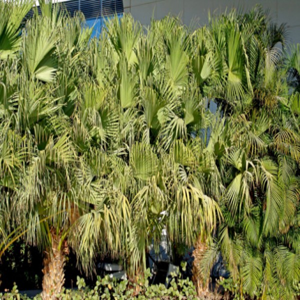 Mountain thatch palm